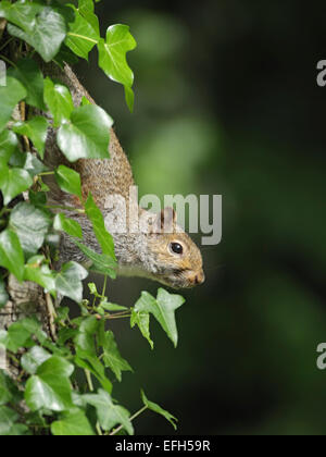 Grey Squirrel clinging to ivy covered tree Stock Photo