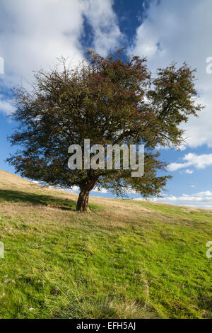 A lone, weathered hawthorn tree with its red autumn berries, on the slopes of Honey Hill, Northamptonshire, England Stock Photo