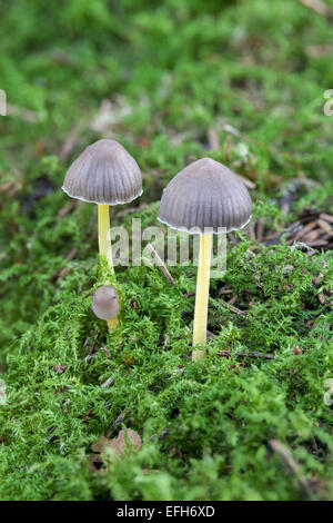 Mycena viscosa mushrooms Stock Photo