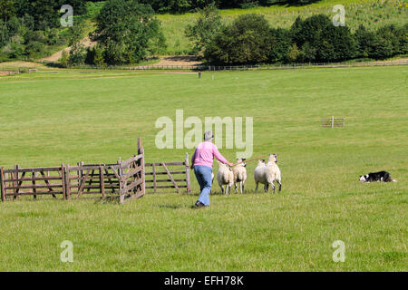 Shepherd and sheepdog herding sheep toward pen at sheepdog  trials Stock Photo
