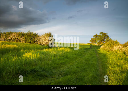Early summer on a green country track and field margin beside hedgerows of flowering hawthorn bathed in warm evening light, Northamptonshire, England Stock Photo
