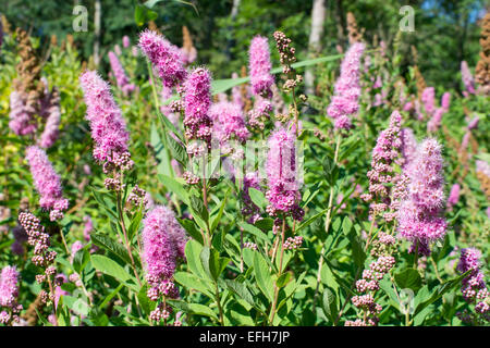 Flowering shrub with clusters of pink Spiraea Stock Photo