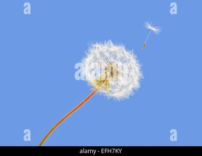Dandelion seeds blowing away from plant against a plain blue background dandelion clock seed blowing Stock Photo