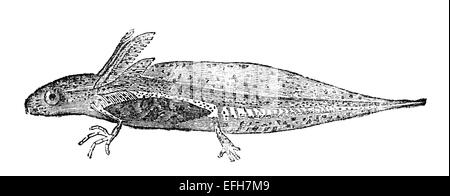Victorian engraving of a tadpole. Digitally restored image from a mid-19th century Encyclopaedia. Stock Photo