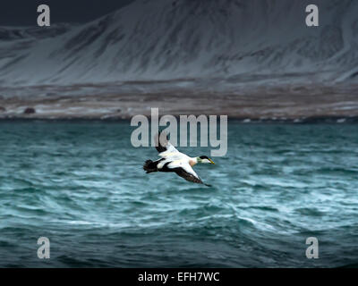 Common Eider [Somateria mollissima] in full flight, traversing the ice cold, blue waters of the Kolgrafafjorour, Western Iceland Stock Photo