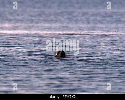 Icelandic Grey Seal, [Halichoerus grypus], appear at sunset, in Kolgrafafjorour Stock Photo