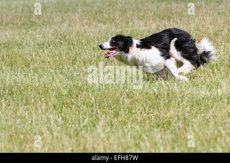 Border collie running while herding at sheep dog trials Stock Photo