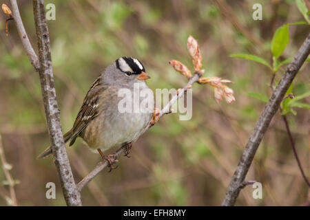 White-crowned Sparrow on a branch Stock Photo