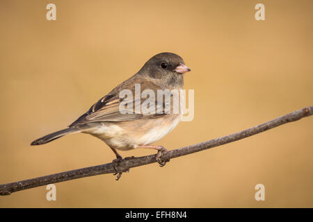 Junco on a branch Stock Photo