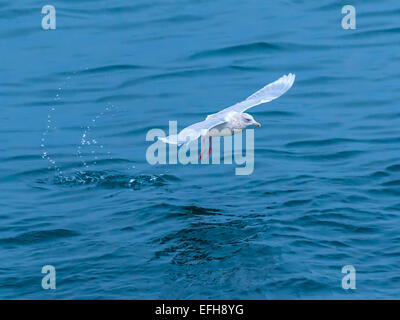 Glaucous Gull [Larus hyperboreus] taking off , wings fully extended at Kolgrafafjorour, near Grundarfjordur, Western Iceland. Stock Photo