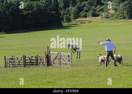 Sheep jumping mid air during sheepdog trial Stock Photo