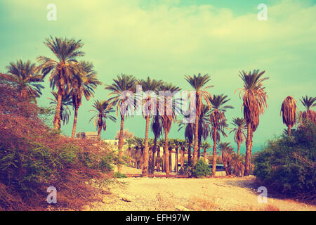 Vintage landscape with date palm trees in Ein Gedi Reserve in Israel Stock Photo