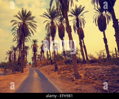 Vintage landscape with date palm trees in Ein Gedi Reserve in Israel Stock Photo