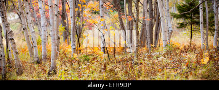 Birch trees along the base of Champlain Mountain, Acadia National Park, Maine, USA Stock Photo