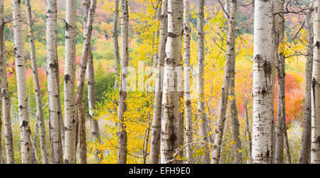 Autumn Woods near the Great Meadow, Acadia National Park, Maine, USA Stock Photo