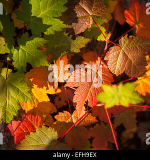 Colorful leaves along the Kane Path, Acadia National Park, Maine, USA Stock Photo