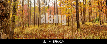 Autumn Foliage, Acadia National Park, Maine, USA Stock Photo