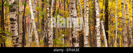 Birch Trees, Acadia National Park, Maine, USA Stock Photo