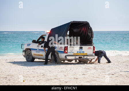 Digging out a Police truck stuck in the sand. A police pick-up truck with its back wheels dug into soft beach sand Stock Photo