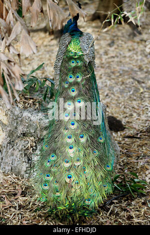picture of the peacock close up Stock Photo - Alamy