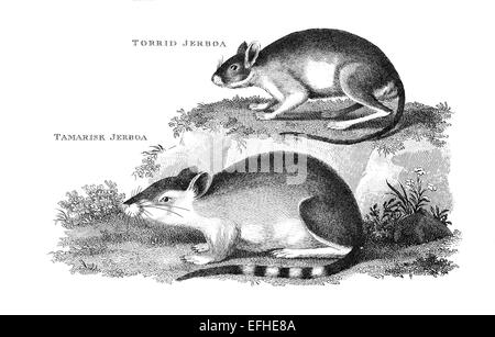 Victorian engraving of a jerboa. Digitally restored image from a mid-19th century Encyclopaedia. Stock Photo