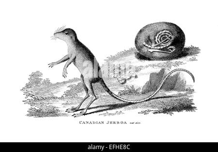 Victorian engraving of a Canadian jerboa. Digitally restored image from a mid-19th century Encyclopaedia. Stock Photo