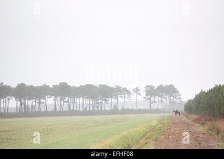 A male horse rider taking part in a deer hunting with hounds in the Landes region. Landscape. Stock Photo