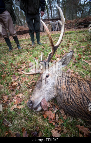 A stag (Cervus elaphus or red deer), killed during a hunting with hounds in the Landes region (Aquitaine - France). Stock Photo