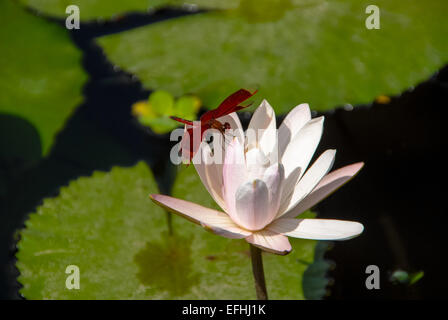 libelle at white lilly in water at bali indonesia Stock Photo