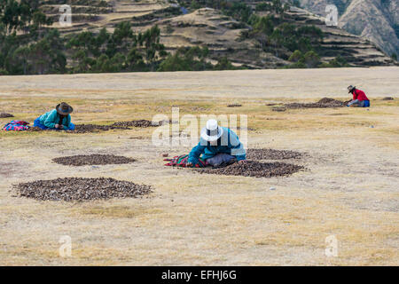 Chincheros, Peru - July 23, 2013: women collecting moraya at Chincheros town in the peruvian Andes at Cuzco Peru on july 23, 2013 Stock Photo