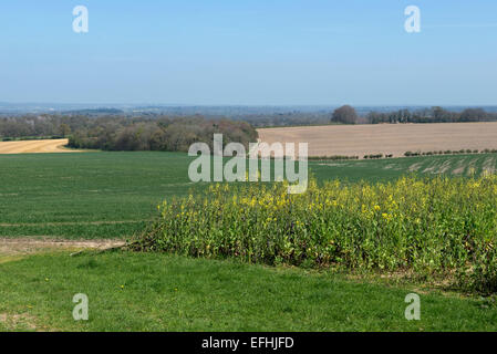 Spring farmland with immature wheat crop and a flowering brassica kale game crop on a fine spring day in Berkshire, April Stock Photo