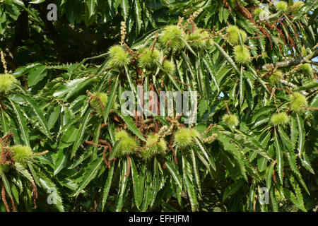 Foliage of a sweet chestnut tree, Castanea sativa, with prickly fruit containing the chestnuts, Berkshire, August Stock Photo