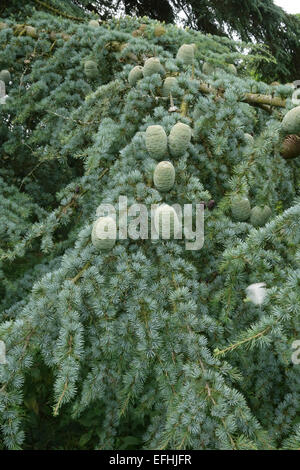 Mature green cones of deodar cedar, Cedrus deodara, on a tree, Berkshire, August Stock Photo