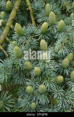 Immature green cones of deodar cedar, Cedrus deodara, on a tree, Berkshire, August Stock Photo