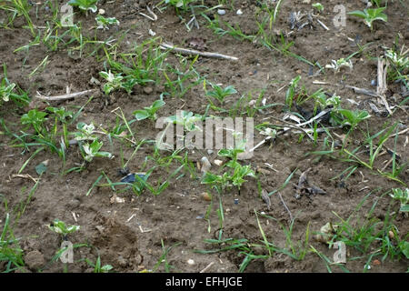 Seedling volunteer field bean, Vicia faba, partially controlled in a young cereal crop sown in the following season, Berkshire, Stock Photo