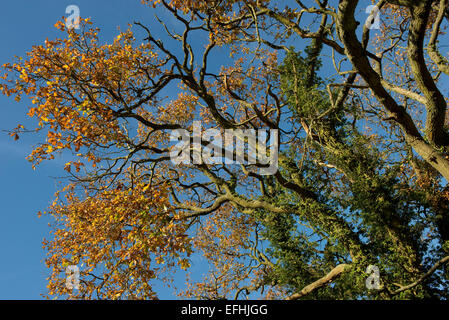 An oak tree clad in ivy and leaves in autumn colours on a fine day with blue sky, Berkshire, England, UK, November Stock Photo