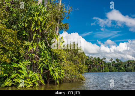 river in the peruvian Amazon jungle at Madre de Dios Peru Stock Photo