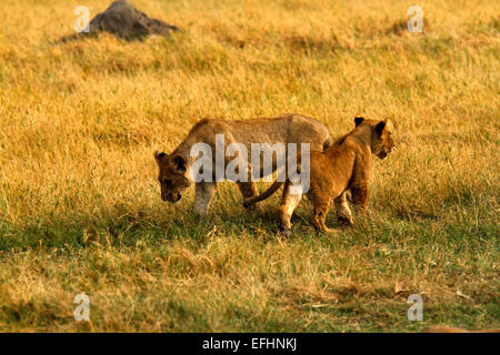 African Lion is a magnificent animal who is a symbol of power courage & nobility on family crests coats of arms & National flags Stock Photo