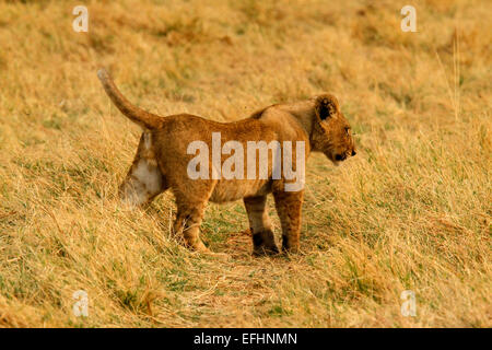 African Lion is a magnificent animal who is a symbol of power courage & nobility on family crests coats of arms & National flags Stock Photo