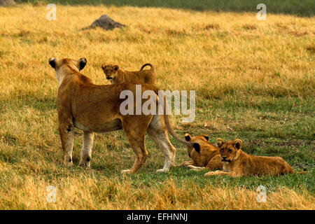 African Lion is a magnificent animal who is a symbol of power courage & nobility on family crests coats of arms & National flags Stock Photo