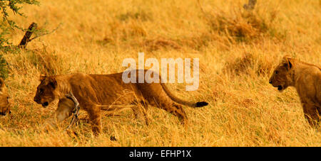 African Lion is a magnificent animal who is a symbol of power courage & nobility on family crests coats of arms & National flags Stock Photo