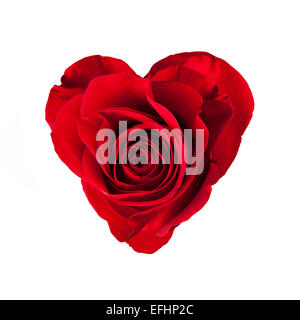 Red rose blossom in heart shape, isolated on white background Stock Photo