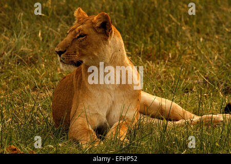 African Lion is a magnificent animal who is a symbol of power courage & nobility on family crests coats of arms & National flags Stock Photo