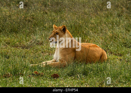 African Lion is a magnificent animal who is a symbol of power courage & nobility on family crests coats of arms & National flags Stock Photo