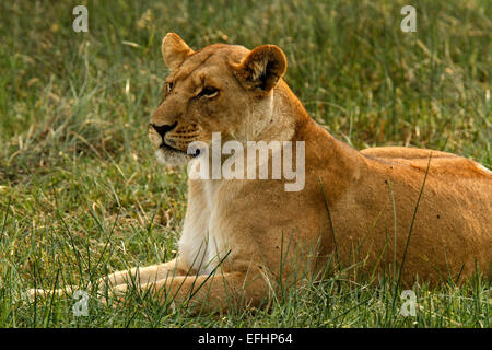 African Lion is a magnificent animal who is a symbol of power courage & nobility on family crests coats of arms & National flags Stock Photo