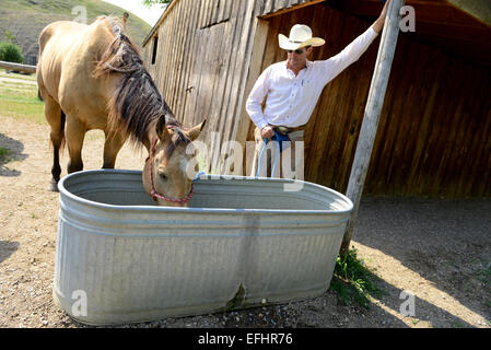 Cowboy with horse drinking from water trough Stock Photo