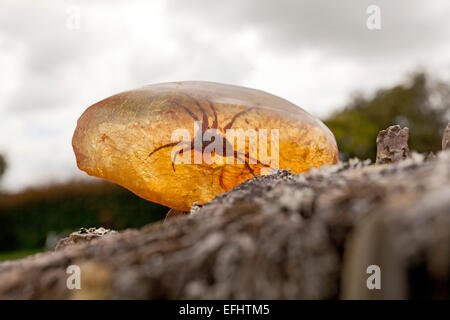 Spider enclosed in Kauri resin, Matakohe Kauri Museum, North Island, New Zealand Stock Photo