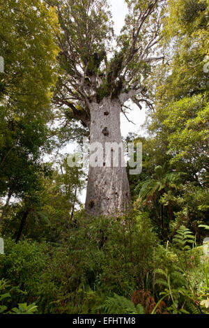 Tane Mahuta, Giant kauri tree, Agathis australis, in Waipoua Forest, Northland, North Island, New Zealand Stock Photo