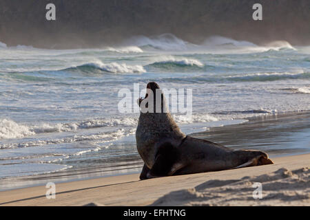 New Zealand sea lion on the beach, Phocarctos hookeri, Otago Peninsula, Otago, South Island, New Zealand Stock Photo