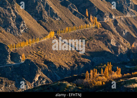 Avenue lined with poplars in autumn colours, Chard Farm Winery, Otago, South Island, New Zealand Stock Photo